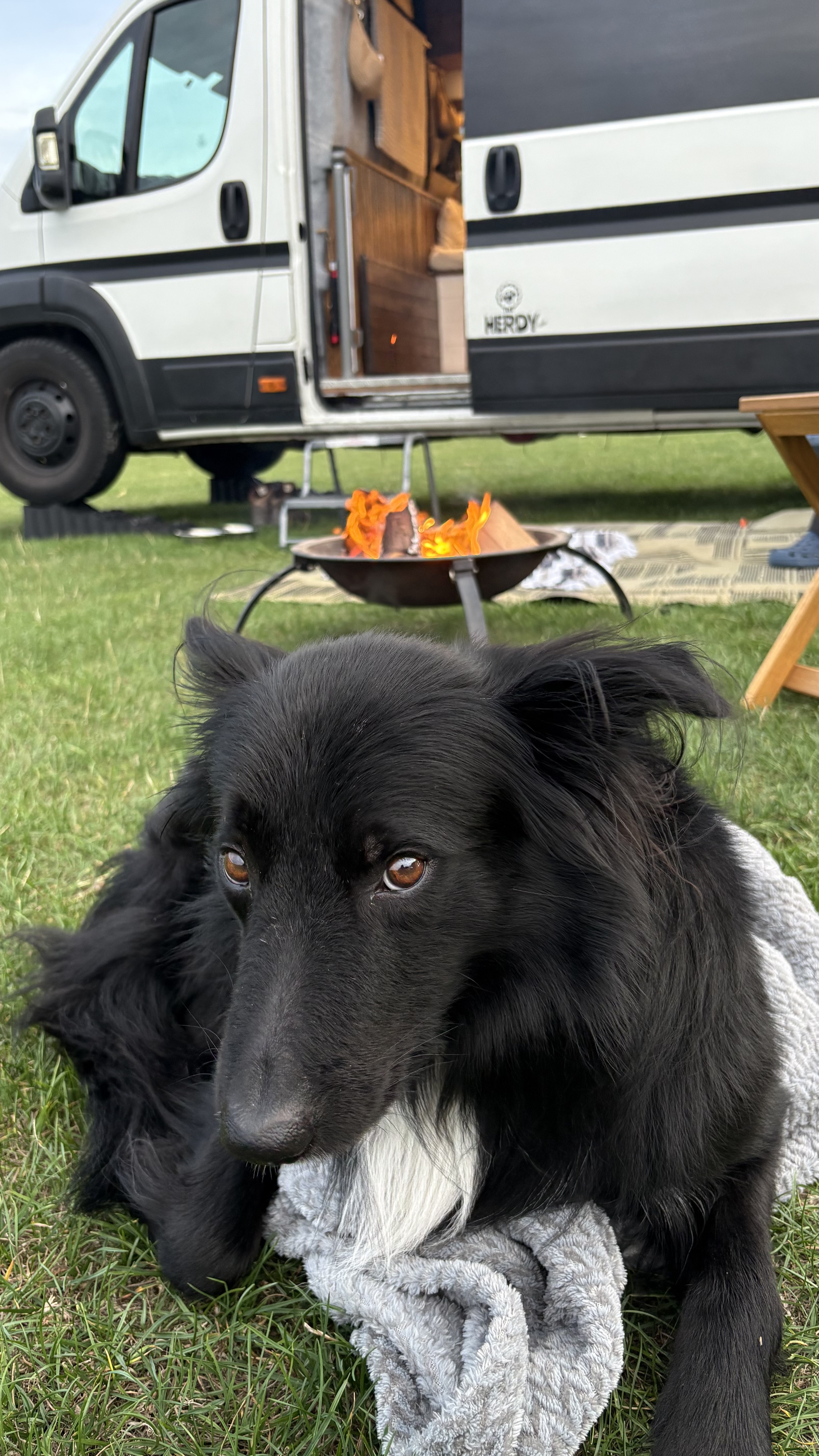 Bertie in Lake District