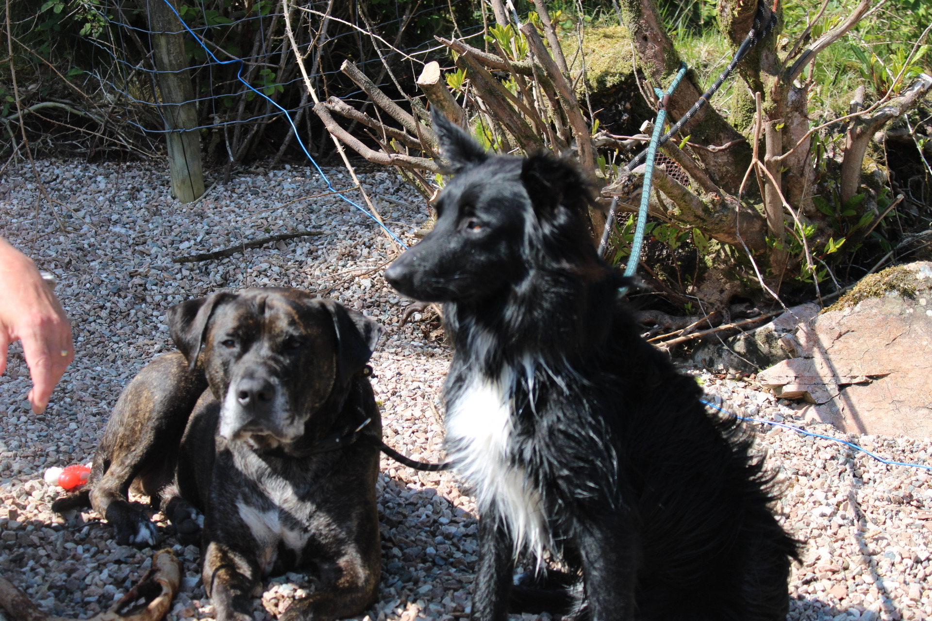 Bertie & Hugo in Lake District
