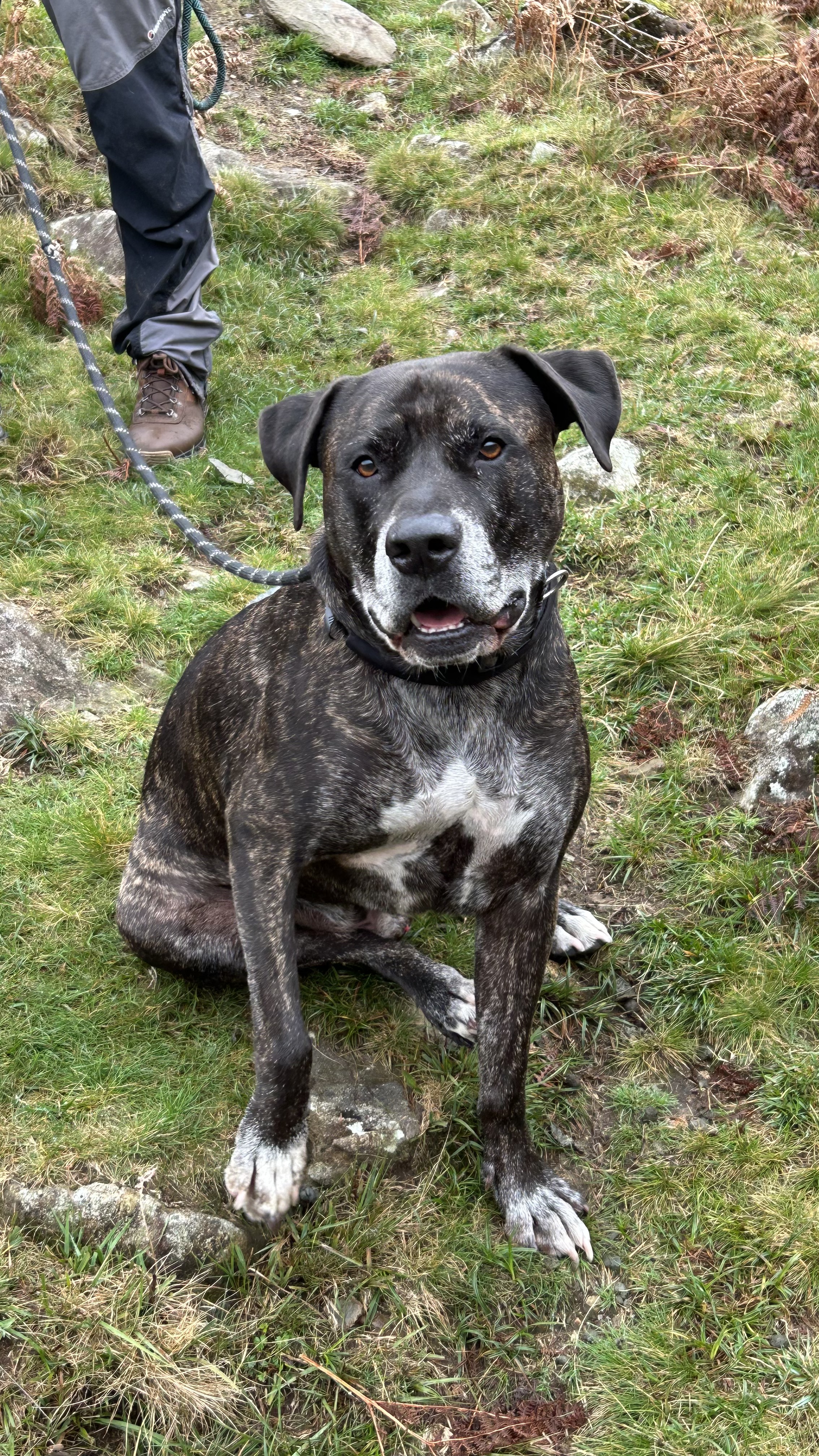 Hugo in Lake District